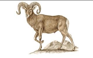 HORNY!