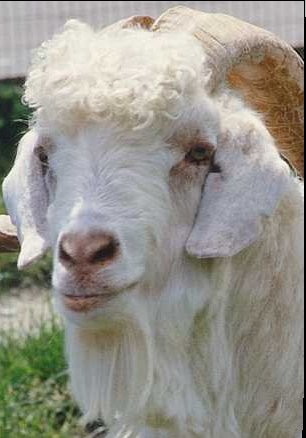 My love Susie the goat